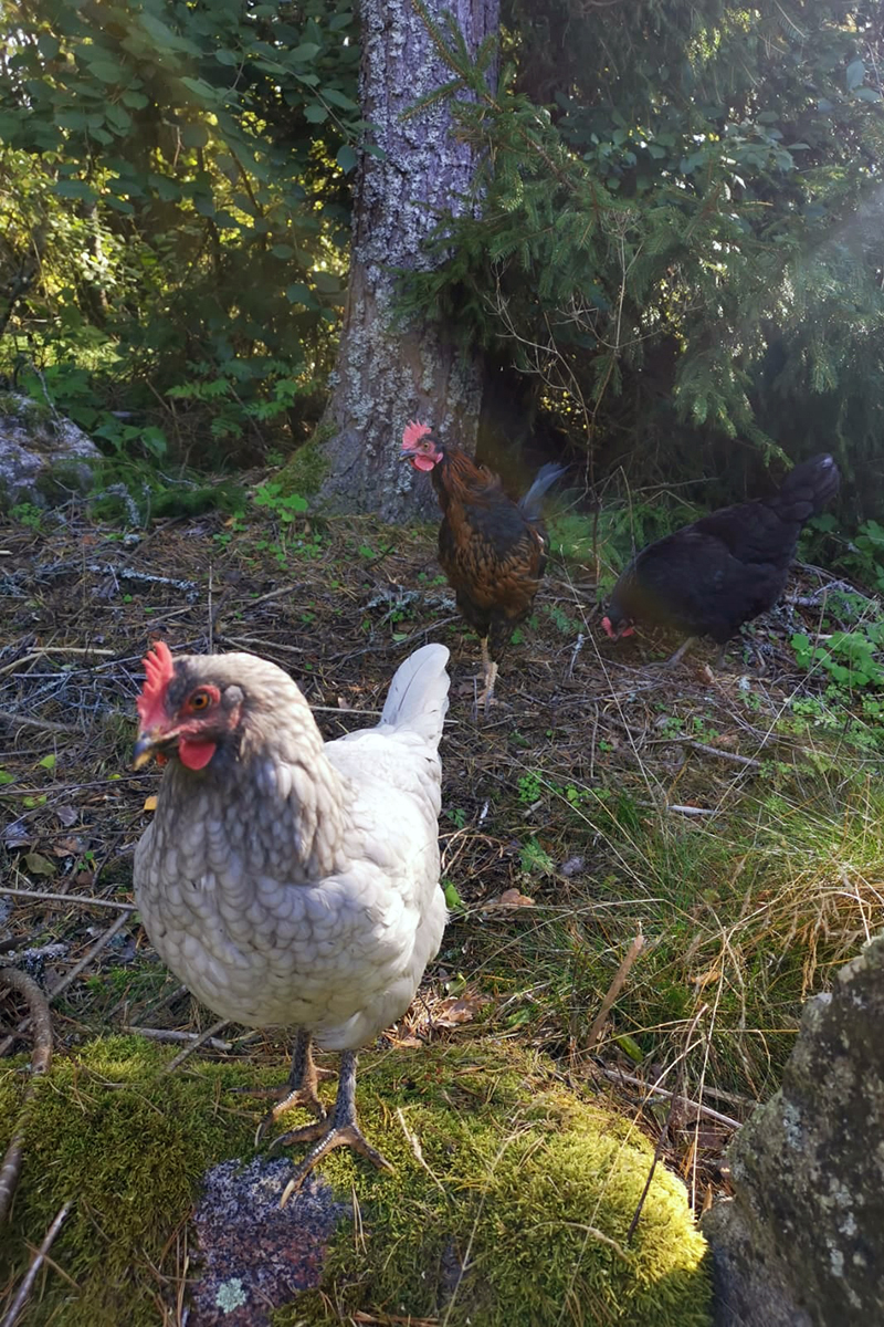 Kana metsässä